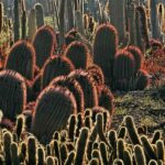 Visiter Les Cactus Thiemann Marrakech