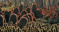 Visiter Les Cactus Thiemann Marrakech