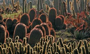 Visiter Les Cactus Thiemann Marrakech