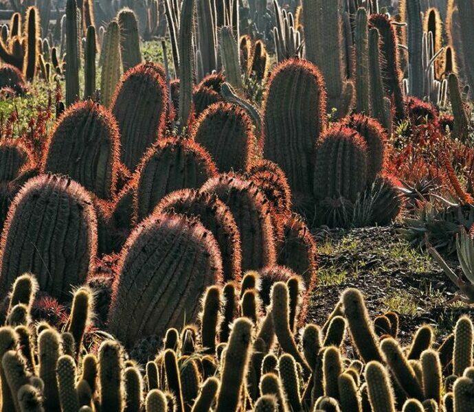Visiter Les Cactus Thiemann Marrakech