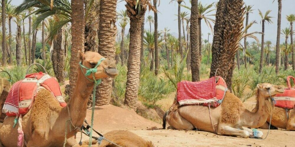Balade À Dos De Chameau à Marrakech