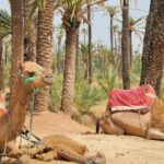 Balade À Dos De Chameau à Marrakech