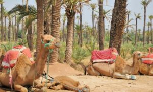 Balade À Dos De Chameau à Marrakech