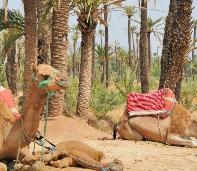 Balade À Dos De Chameau à Marrakech