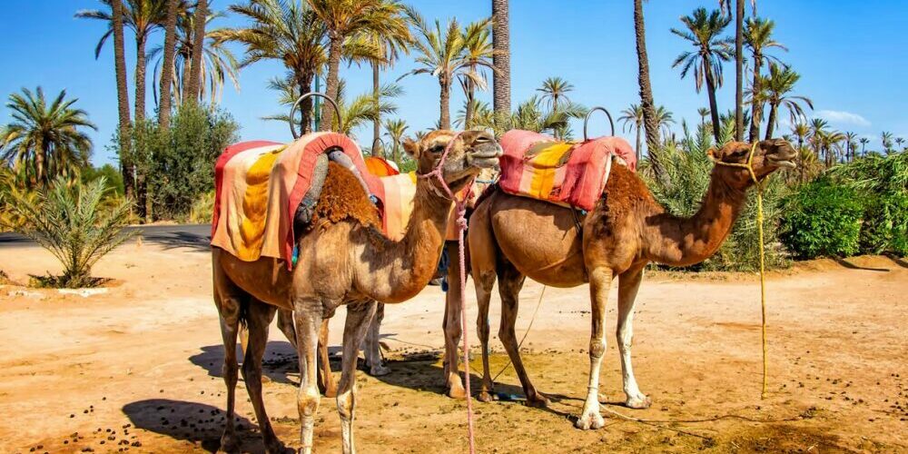 Activités Incontournables à Marrakech