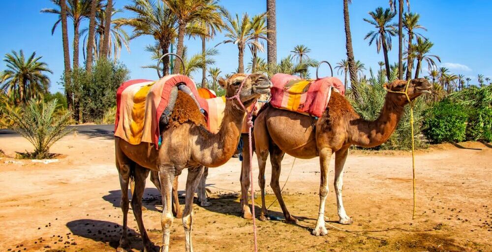 Activités Incontournables à Marrakech