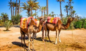 Activités Incontournables à Marrakech
