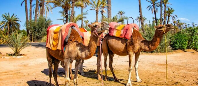 Activités Incontournables à Marrakech
