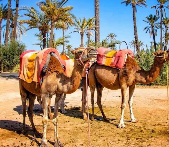 Activités Incontournables à Marrakech